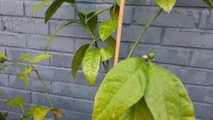 Стоит ли убирать цветы и завязи на молодых и плохо растущих цитрусовых?