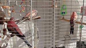 Розовобрюхие попугайчики принимают солнечные ванны. Июнь 2023.