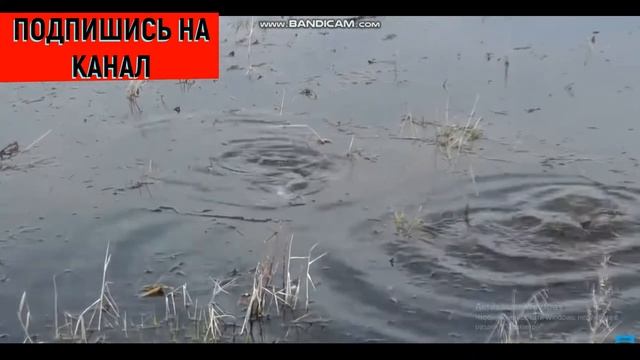 КОГДА НЕРЕСТ КАРАСЯ, ЖОР КАРАСЯ, КАК ВЕДЁТ СЕБЯ КАРАСЬ