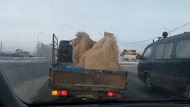 Везёт верблюда! Зимой в Сибири! смотреть онлайн