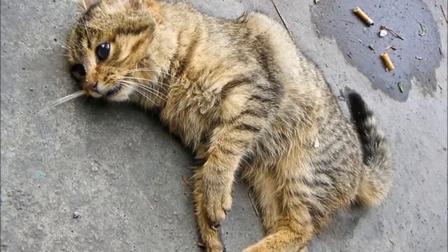 Уродливый кот