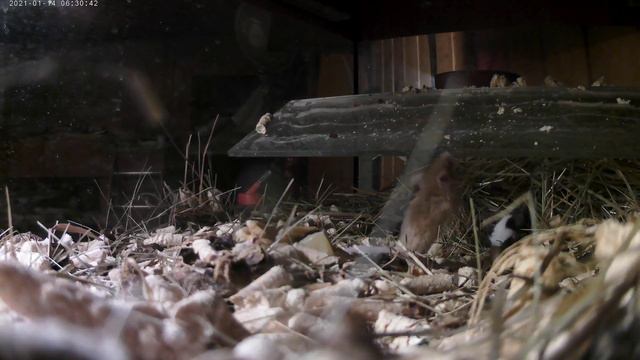 Тайная жизнь Мазайских мышей О_о