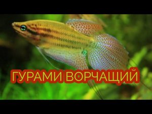 ГУРАМИ ВОРЧАЩИЙ. СОДЕРЖАНИЕ, УХОД, КОРМЛЕНИЕ.