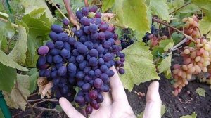 30 августа. Подкормка винограда калийно-фосфорными удобрениями