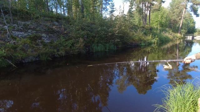 ВОТ ЭТО ТРОФЕЙ. БОЛЬШАЯ ФОРЕЛЬ ВЫШЛА ИЗ ГЛУБИНЫ. РЫБАЛКА В КАРЕЛИИ. МИХАЙЛОВНА ЛОВИТ КРУПНЯК. смотреть онлайн