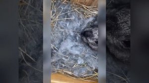 Купил кроликов|Будем разводить кроликов|Кролчиха родила