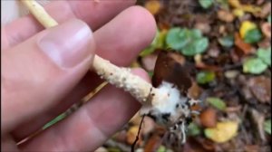 Wolliggestiefelte Schirmling - Lepiota clypeolaria