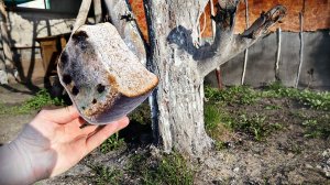 Закопала под яблоню это! И о чудо теперь яблок ветки ломаются, удобряю каждый год так яблоню!