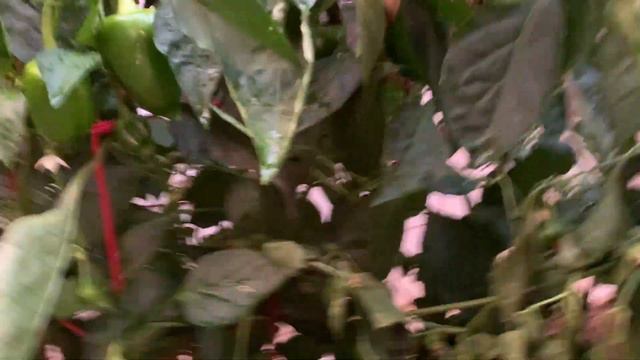 Доброе время суток. 12 ОКТЯБРЯ 2022 ГОДА. MY GARDEN.STILL GROWING PEPPER. смотреть онлайн