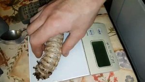 Концентрированная кучка ваших страхов. Мотыльки Мёртвая голова, личинки жуков Голиафов и Геркулесов.