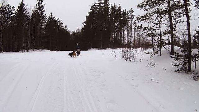 Dog Sledding in Karelia смотреть онлайн