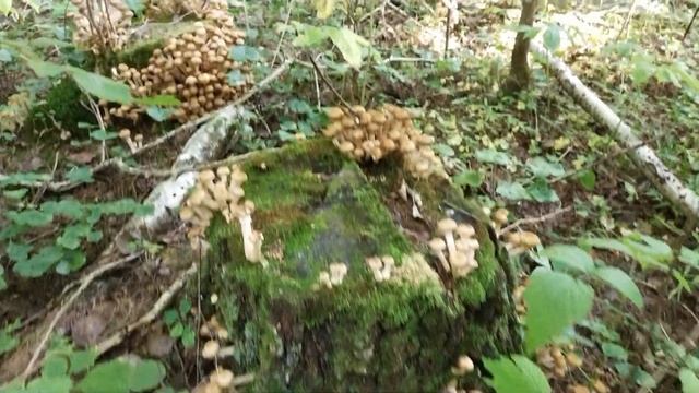 ОСЕННИЕ ЦВЕТЫ ГЕОРГИНЫ ПОХОД В КЛЮКВУ смотреть онлайн