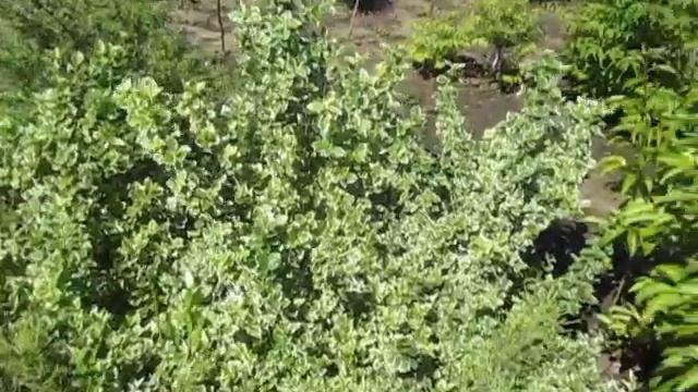 Бересклет зеленый с белой каймой смотреть онлайн