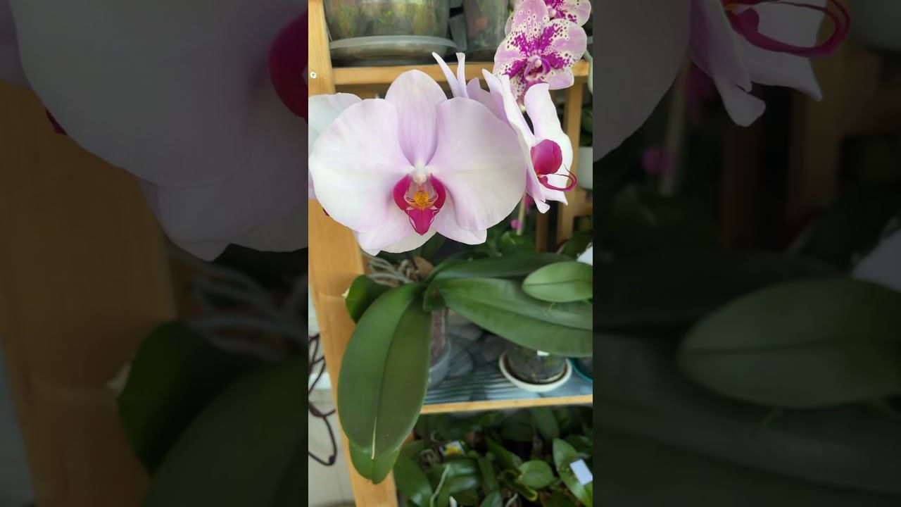 #цветочныйдоктор #scroppino #bigorchids