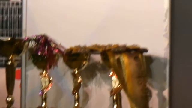 Всемирная выставка кошек в Днепропетровске 2012г смотреть онлайн