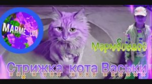 Стрижка кота Васьки..под "Льва" с Лидой МармеЛидой