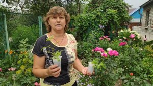 Что посадить на место выкопанных тюльпанов