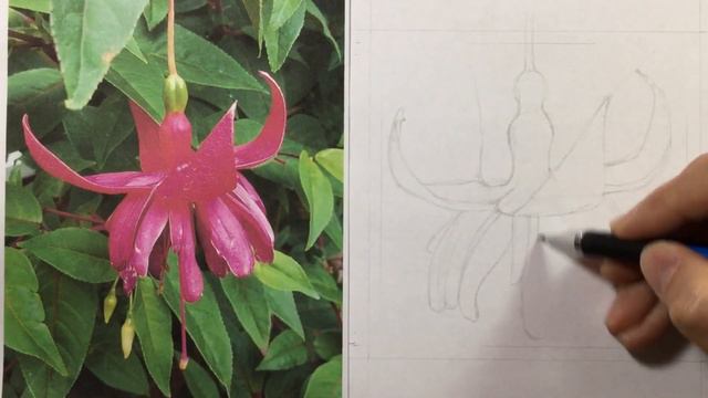 How to draw a Fuchsia Flower step by step // Drawing tutorial in REAL TIME смотреть онлайн