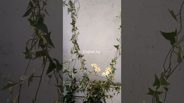 Daily Plant Showcase: Day 3: English Ivy