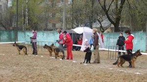 МОЛОДЫЕ СУКИ выстрел _ RussianSiegerZuchtSchau 2013