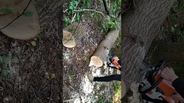 Stihl ms 250 In Work Штиль МС 250 в работе Stihl HP Ultra + 92 Экто смотреть онлайн