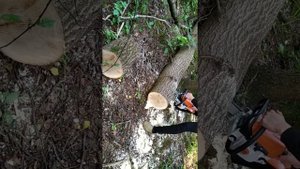 Stihl ms 250 In Work      Штиль МС 250 в работе      Stihl HP Ultra + 92 Экто
