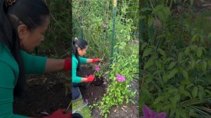 Planting/Care of  Clematis