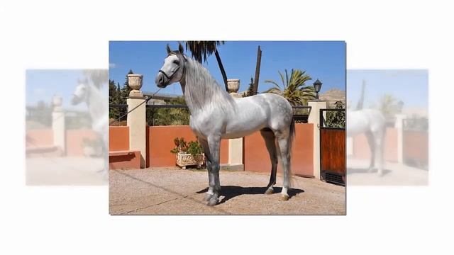 Андалузские Лошади. #ОбожаюЛошадей смотреть онлайн