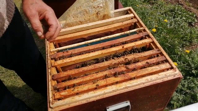 Отводок на маточник тихой смены. смотреть онлайн