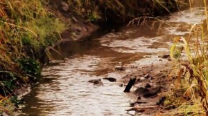 Природа Усть-Бюрской тайги.