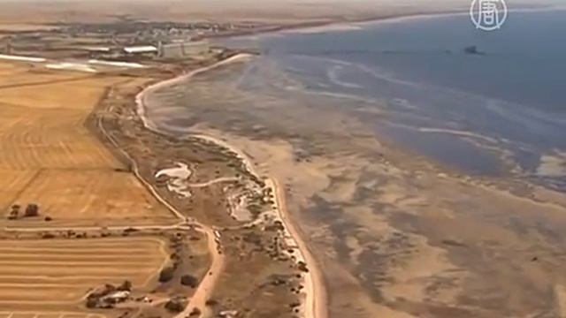 Кашалоты выбросились на берег в Австралии смотреть онлайн