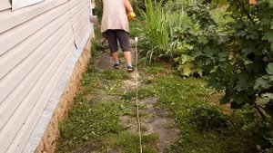 дача после дождей,трава растёт с огромной скоростью