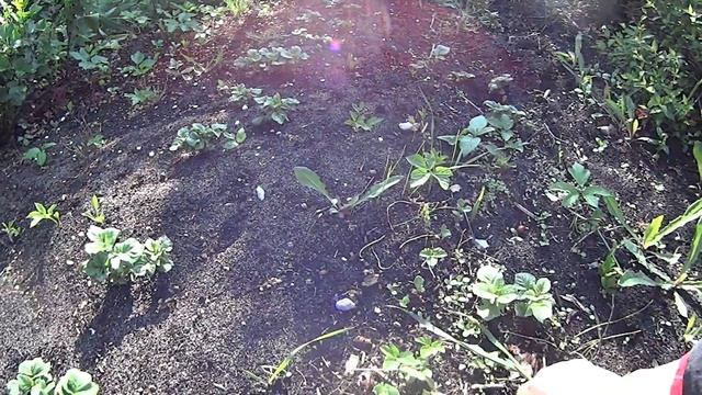 На даче Прополка в самом разгаре смотреть онлайн