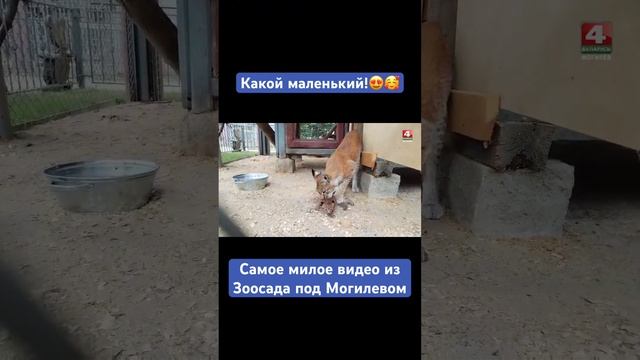 Зоосад в Буйничах #беларусь4могилев #могилев #животные #зоосад #рысь