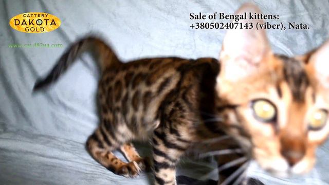 съемка 29102017, Orange girl, д р 12072017, Будни питомника, бенгальской кошки, Dakota Gold