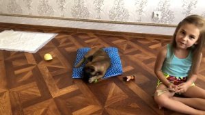 Французский бульдог 4 месяца