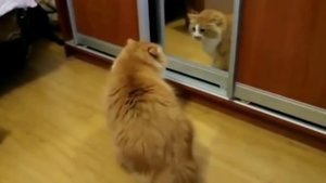 Очень злые кошки