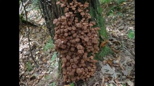 Armillaria ostoyae