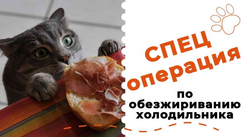 Спецоперация по обезжириванию холодильника 😺