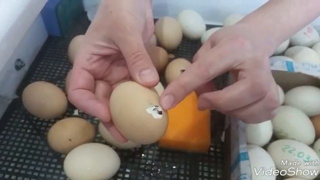 Как помочь цыпленку вылупиться. Проклев, вылуп цыпленка.