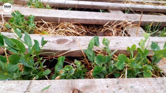 PERMA MODELI - REZULTATI I ZABLUDE смотреть онлайн