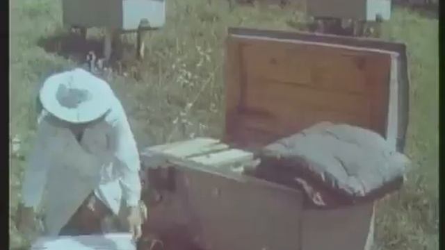 Cовременные методы содержания и разведения пчел СССР1969 Пчеловодство -Учебн. Курс. смотреть онлайн
