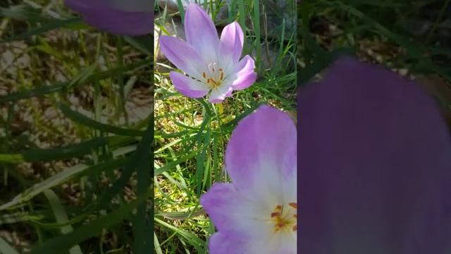 Colchicum autumnale, el tóxico bulbo rey del otoño