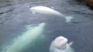 Белухи дельфины Приморье(2)