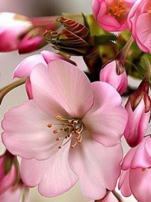 С Днём Рождения Красивое Поздравление! Лучшие слова и цветы для тебя Музыкальная Видео Открытка