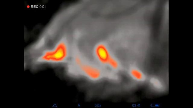 Big Buck Found with the Axion from Pulsar смотреть онлайн