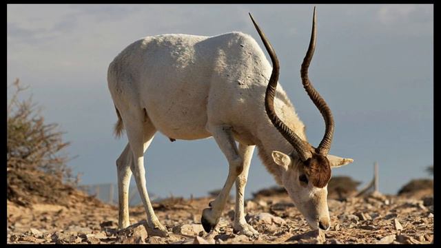 Unleashing The Astonishing Size Of This Incredible Reptile! смотреть онлайн