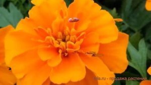 Бархатцы отклоненный Литл Хироу Оранж ? обзор: как сажать, семена бархатцев Литл Хироу Оранж