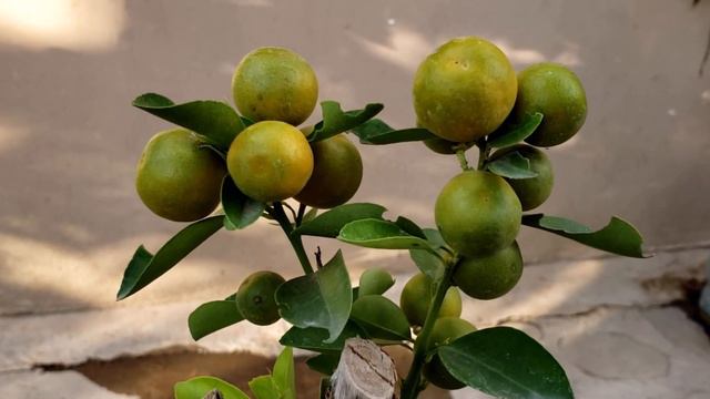 Hablemos sobre Calamondin en maceta смотреть онлайн