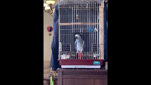 Попугай Тимоша. Что ты  хрюкаешь?